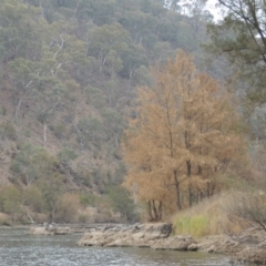 Casuarina cunninghamiana subsp. cunninghamiana (River She-Oak, River Oak) at Tuggeranong DC, ACT - 15 Jan 2020 by michaelb