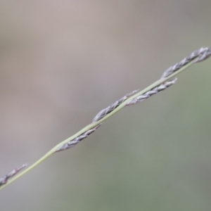 Tripogonella loliiformis at Michelago, NSW - suppressed