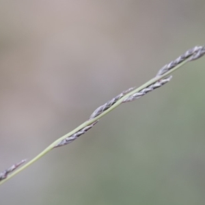Tripogonella loliiformis at Michelago, NSW - 5 Apr 2020