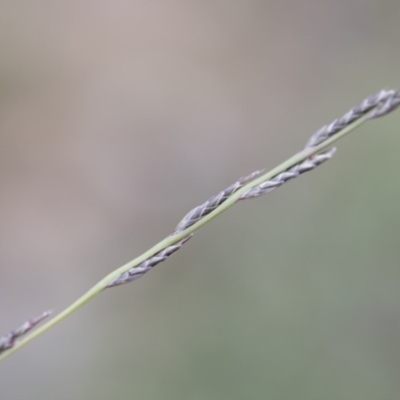 Tripogonella loliiformis (Five Minute Grass, Rye Beetle-Grass) at Michelago, NSW - 5 Apr 2020 by Illilanga
