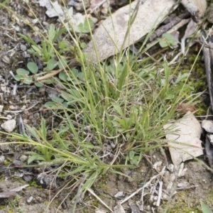 Tripogonella loliiformis at Michelago, NSW - suppressed