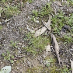 Tripogonella loliiformis at Michelago, NSW - suppressed