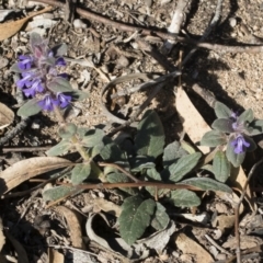 Ajuga australis (Austral Bugle) at Bredbo, NSW - 6 Apr 2020 by Illilanga