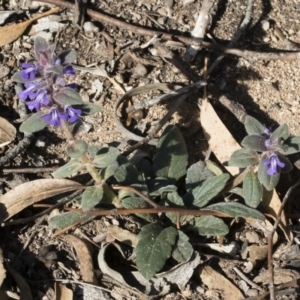 Ajuga australis at Bredbo, NSW - 7 Apr 2020