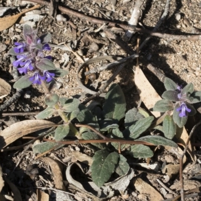 Ajuga australis (Austral Bugle) at Bredbo, NSW - 7 Apr 2020 by Illilanga