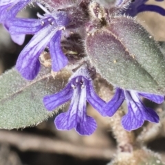 Ajuga australis at Bredbo, NSW - 7 Apr 2020