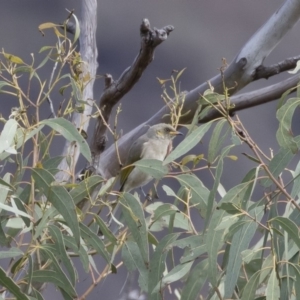 Ptilotula fusca at Michelago, NSW - suppressed