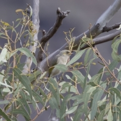 Ptilotula fusca at Michelago, NSW - 5 Apr 2020