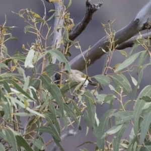 Ptilotula fusca at Michelago, NSW - suppressed