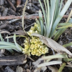 Lomandra bracteata (Small Matrush) at Illilanga & Baroona - 22 Mar 2020 by Illilanga