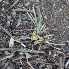 Lomandra bracteata at Michelago, NSW - 23 Mar 2020