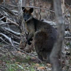 Wallabia bicolor (Swamp Wallaby) at Red Hill, ACT - 16 Apr 2020 by Willcath80