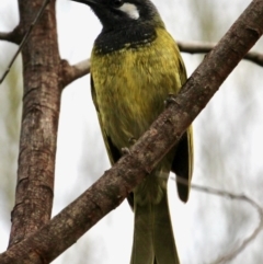 Nesoptilotis leucotis (White-eared Honeyeater) at Red Hill, ACT - 13 Apr 2020 by Willcath80