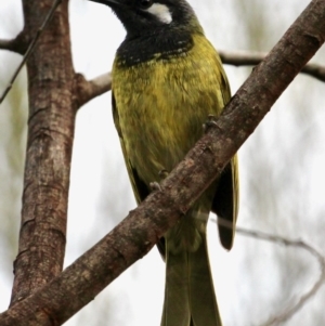 Nesoptilotis leucotis at Red Hill, ACT - 13 Apr 2020