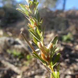 Lespedeza juncea subsp. sericea at Googong, NSW - 18 Apr 2020