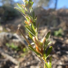 Lespedeza juncea subsp. sericea (Chinese Lespedeza) at Wandiyali-Environa Conservation Area - 17 Apr 2020 by Wandiyali