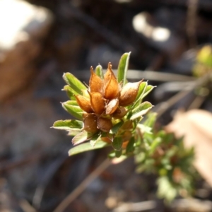 Lespedeza juncea subsp. sericea at Googong, NSW - 18 Apr 2020