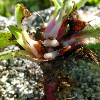 Mogulones larvatus (Paterson's curse crown weevil) at QPRC LGA - 17 Apr 2020 by Wandiyali
