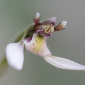 Eriochilus cucullatus at Illilanga & Baroona - 29 Mar 2020