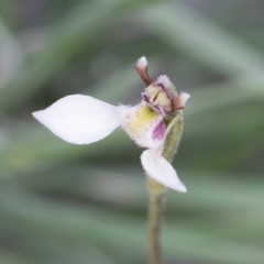 Eriochilus cucullatus at Illilanga & Baroona - 29 Mar 2020