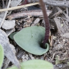 Eriochilus cucullatus at Illilanga & Baroona - 29 Mar 2020