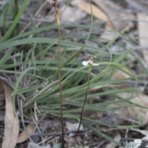 Eriochilus cucullatus at Illilanga & Baroona - 29 Mar 2020