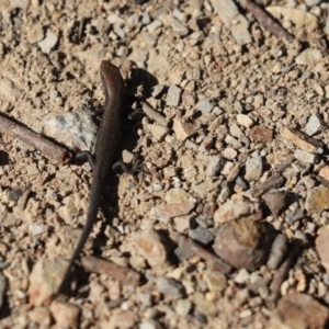 Lampropholis delicata at Aranda, ACT - 17 Apr 2020