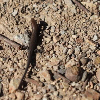 Lampropholis delicata (Delicate Skink) at Aranda, ACT - 17 Apr 2020 by Tammy