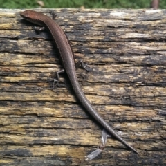 Lampropholis delicata (Delicate Skink) at Cook, ACT - 29 Mar 2014 by Tammy