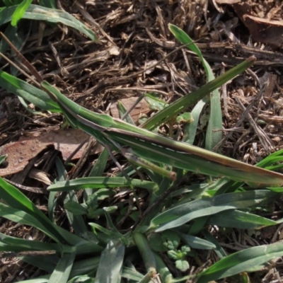 Acrida conica (Giant green slantface) at Franklin, ACT - 13 Mar 2020 by AndyRoo