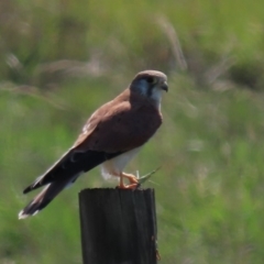 Falco cenchroides (Nankeen Kestrel) at Budjan Galindji (Franklin Grassland) Reserve - 13 Mar 2020 by AndrewZelnik