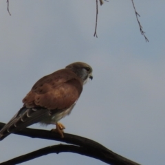 Falco cenchroides at Franklin, ACT - 13 Mar 2020