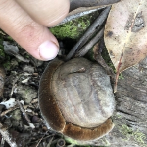 Phellinus sp. at Wattamolla, NSW - 17 Apr 2020