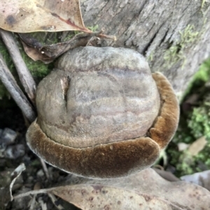 Phellinus sp. at Wattamolla, NSW - 17 Apr 2020