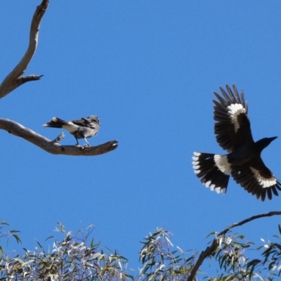 Strepera graculina (Pied Currawong) at Red Hill Nature Reserve - 15 Apr 2020 by TomT