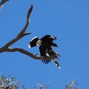 Strepera graculina at Deakin, ACT - 15 Apr 2020