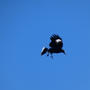 Strepera graculina at Deakin, ACT - 15 Apr 2020