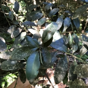 Diospyros australis at Wattamolla, NSW - 17 Apr 2020