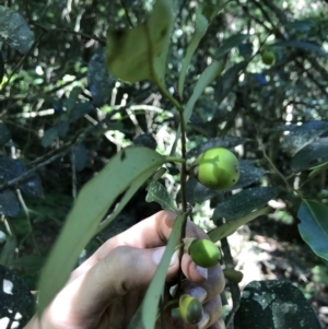 Diospyros australis at Wattamolla, NSW - 17 Apr 2020