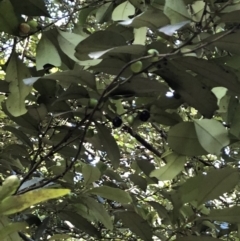 Diospyros australis at Wattamolla, NSW - 17 Apr 2020