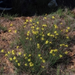 Tricoryne elatior (Yellow Rush Lily) at Budjan Galindji (Franklin Grassland) Reserve - 13 Mar 2020 by AndrewZelnik