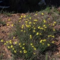 Tricoryne elatior (Yellow Rush Lily) at Franklin, ACT - 13 Mar 2020 by AndyRoo