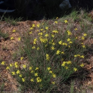 Tricoryne elatior at Franklin, ACT - 13 Mar 2020