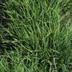 Microlaena stipoides (Weeping Grass) at Franklin, ACT - 13 Mar 2020 by AndrewZelnik