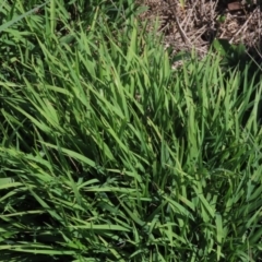 Microlaena stipoides at Franklin, ACT - 13 Mar 2020