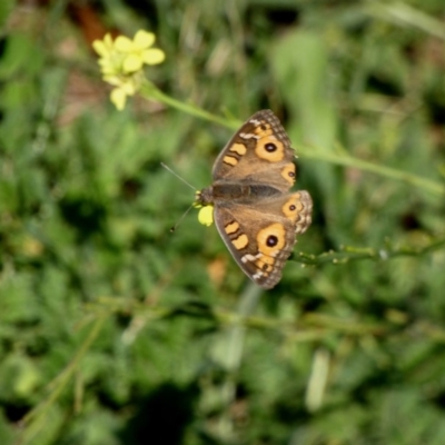 Junonia villida (Meadow Argus) at Deakin, ACT - 15 Apr 2020 by TomT