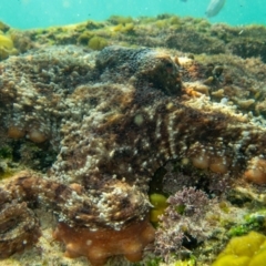 Octopus tetricus (Gloomy Octopus) at Tura Beach, NSW - 18 Apr 2020 by bdixon75