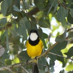 Pachycephala pectoralis (Golden Whistler) at Deakin, ACT - 15 Apr 2020 by TomT