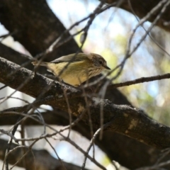 Acanthiza lineata (Striated Thornbill) at Red Hill Nature Reserve - 15 Apr 2020 by TomT