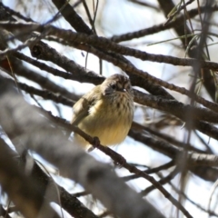 Acanthiza lineata at Deakin, ACT - 15 Apr 2020